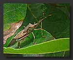 Stink_Bug1.jpg