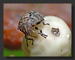 Tiny_Bug3.jpg