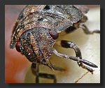 Tiny_Bug3_crop.jpg