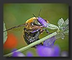 bee.jpg