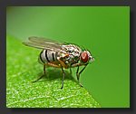 fly3.jpg