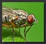 fly3_crop.jpg