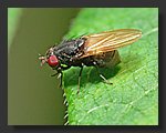 fly4.jpg