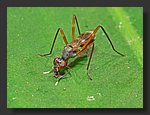 flying_ant2.jpg