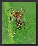 flying_ant3.jpg