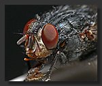 flys_eye.jpg