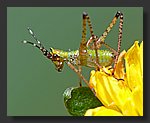 green_bug2.jpg