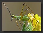 green_bug3.jpg