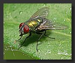 green_fly.jpg