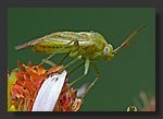 green_insect.jpg