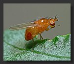 orange_fly.jpg