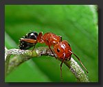 res_ant3.jpg
