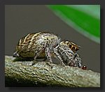 spider.jpg