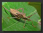 stink_bug2.jpg