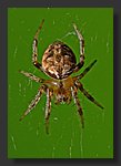 tiny_Spider1.jpg