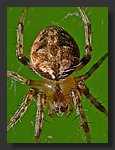 tiny_Spider1_crop.jpg