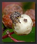 tiny_insect.jpg