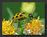 yellow_Bug3.jpg