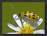 yellow_bug2.jpg