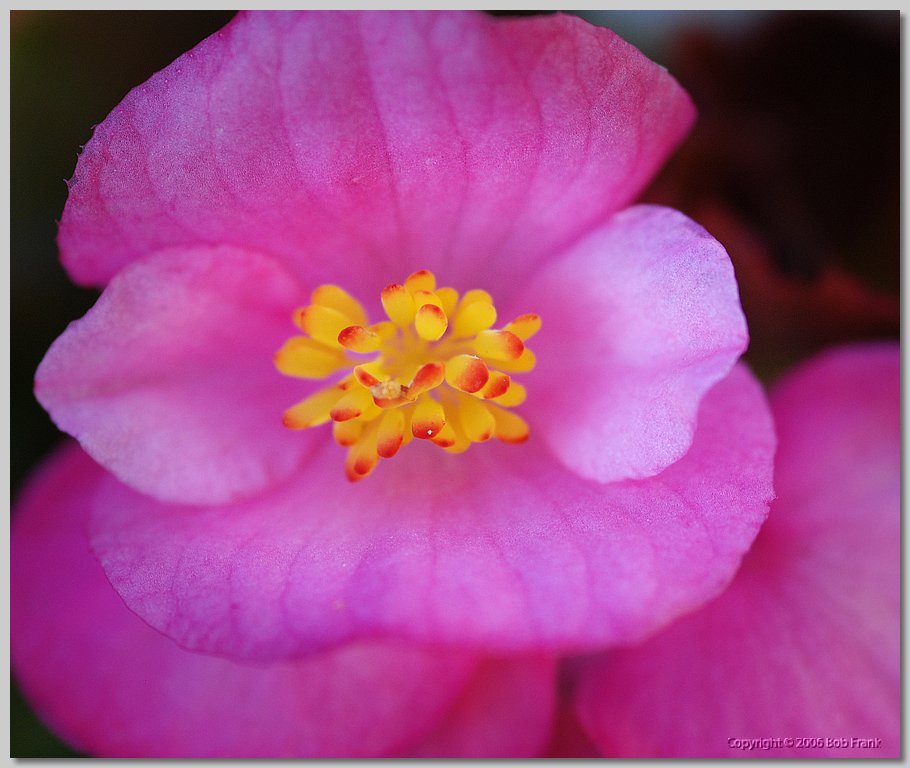 DSC_0231.jpg