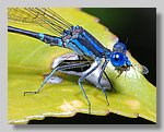 DSC_0158_cp.jpg