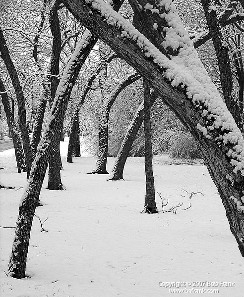 Snow_trees.jpg