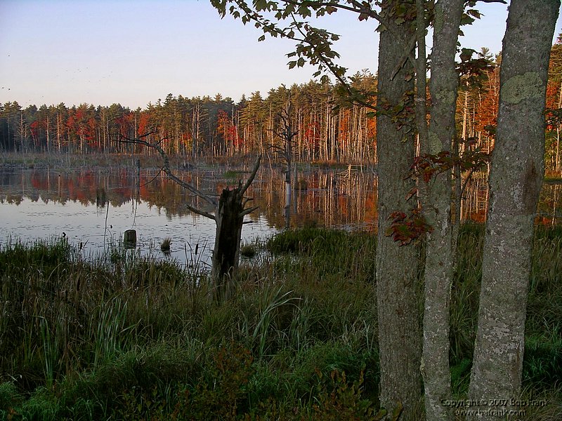 Sunrise_Trees.jpg