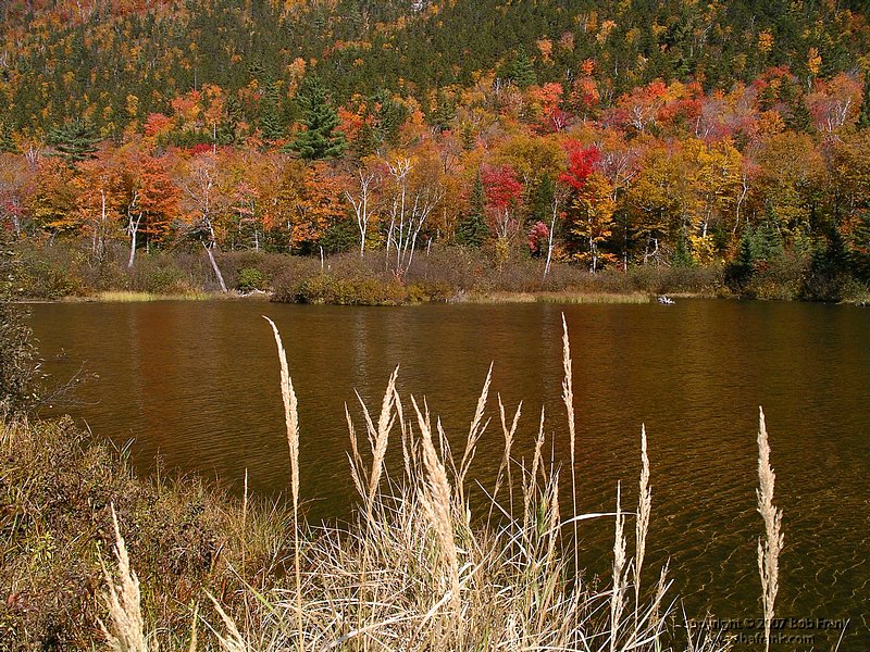 Tree_Reflections.jpg