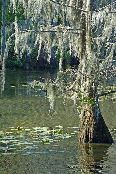 cado_lake1.jpg