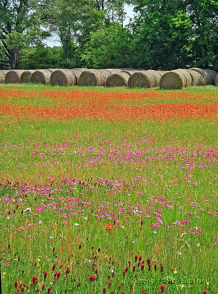 flowers&hay.jpg