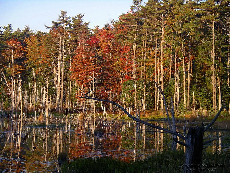 reflections2.jpg