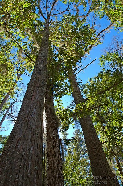 trees_sky.jpg