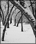 Snow_trees.jpg