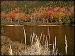 Tree_Reflections.jpg