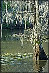 cado_lake1.jpg