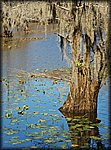 cado_lake5.jpg