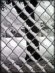 chain_Link_fence.jpg