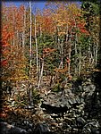 fall_trees.jpg
