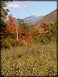 flower_Mountains_vert.jpg