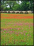 flowers&hay.jpg