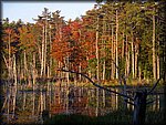 reflections2.jpg