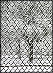snow_fence3_rev.jpg