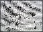 snow_fence_2.jpg