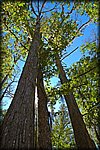 trees_sky.jpg