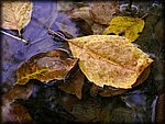 water_leaves.jpg
