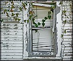 window2.jpg